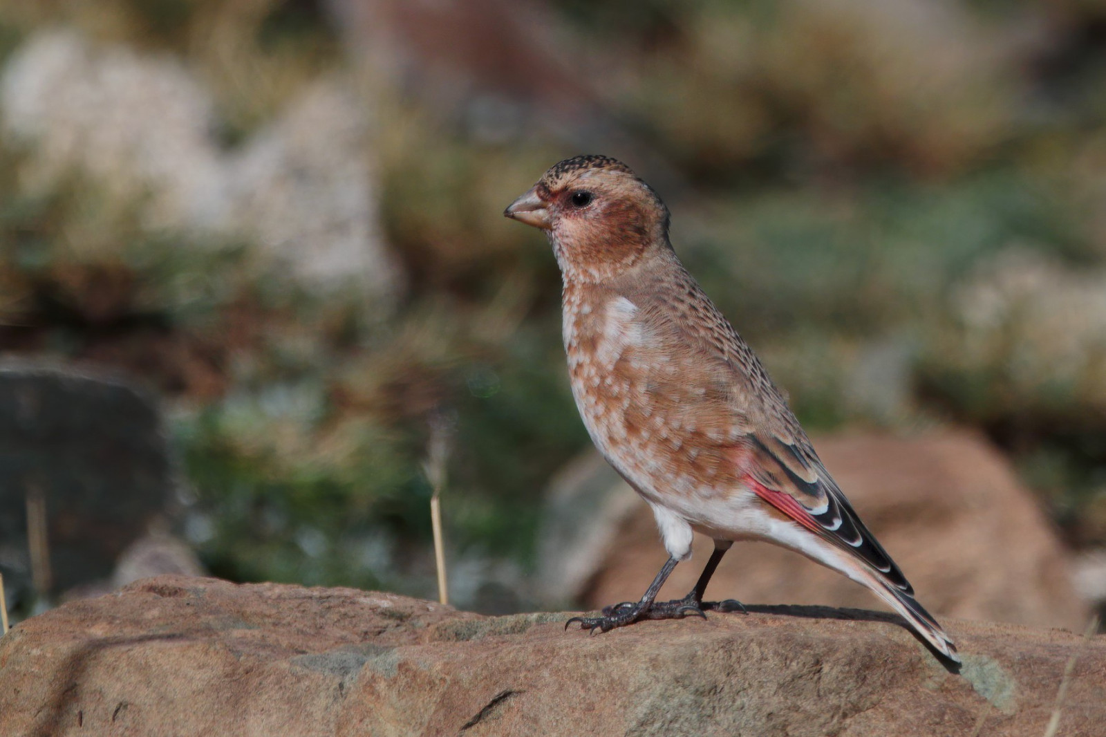 image Crimson-winged Finch (African)